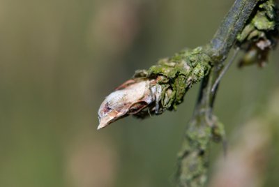 Caragana arborescens 'Walker' - čimišník obecný - pupen
